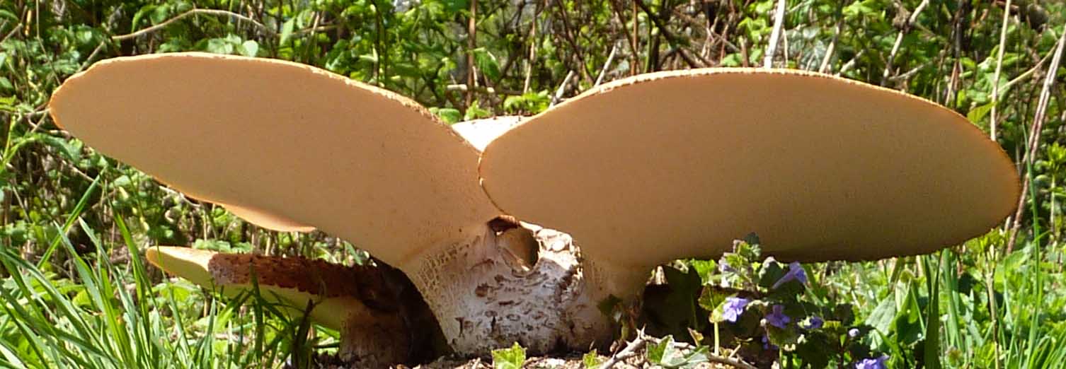 scaly polypore