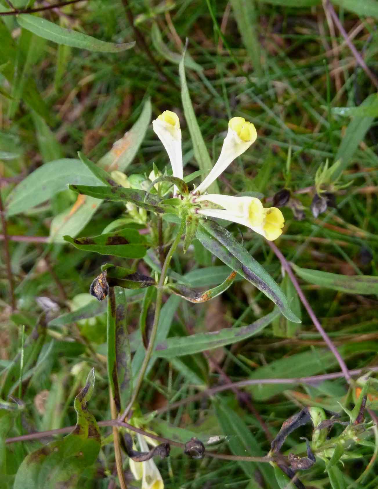 common cow wheat