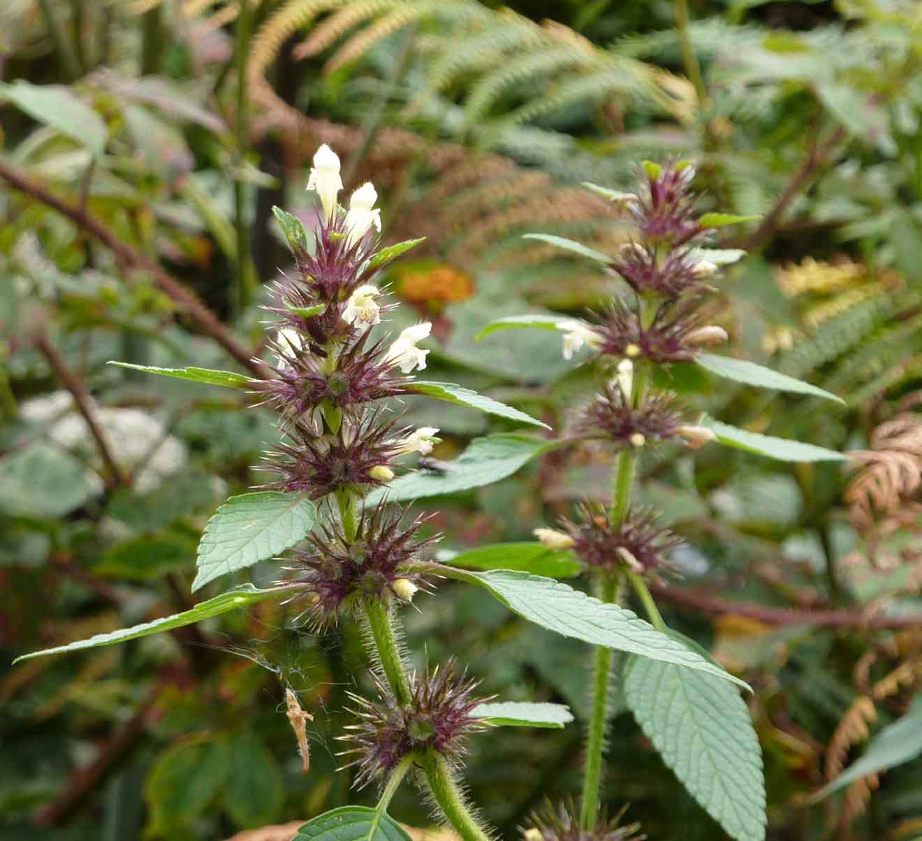 common hemp nettle