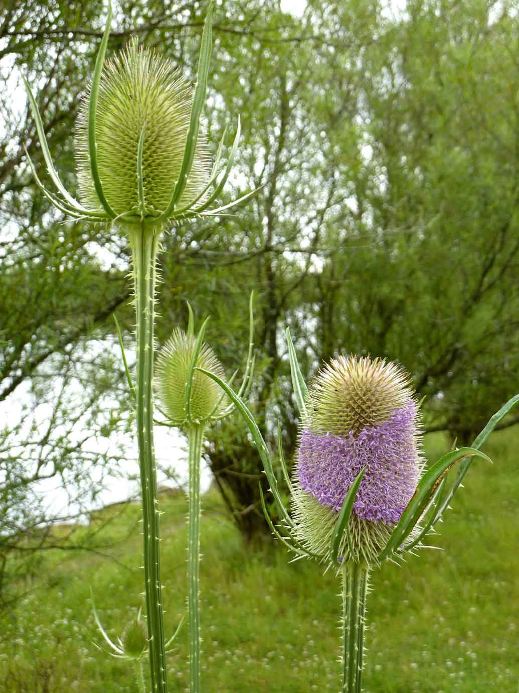 common teasel