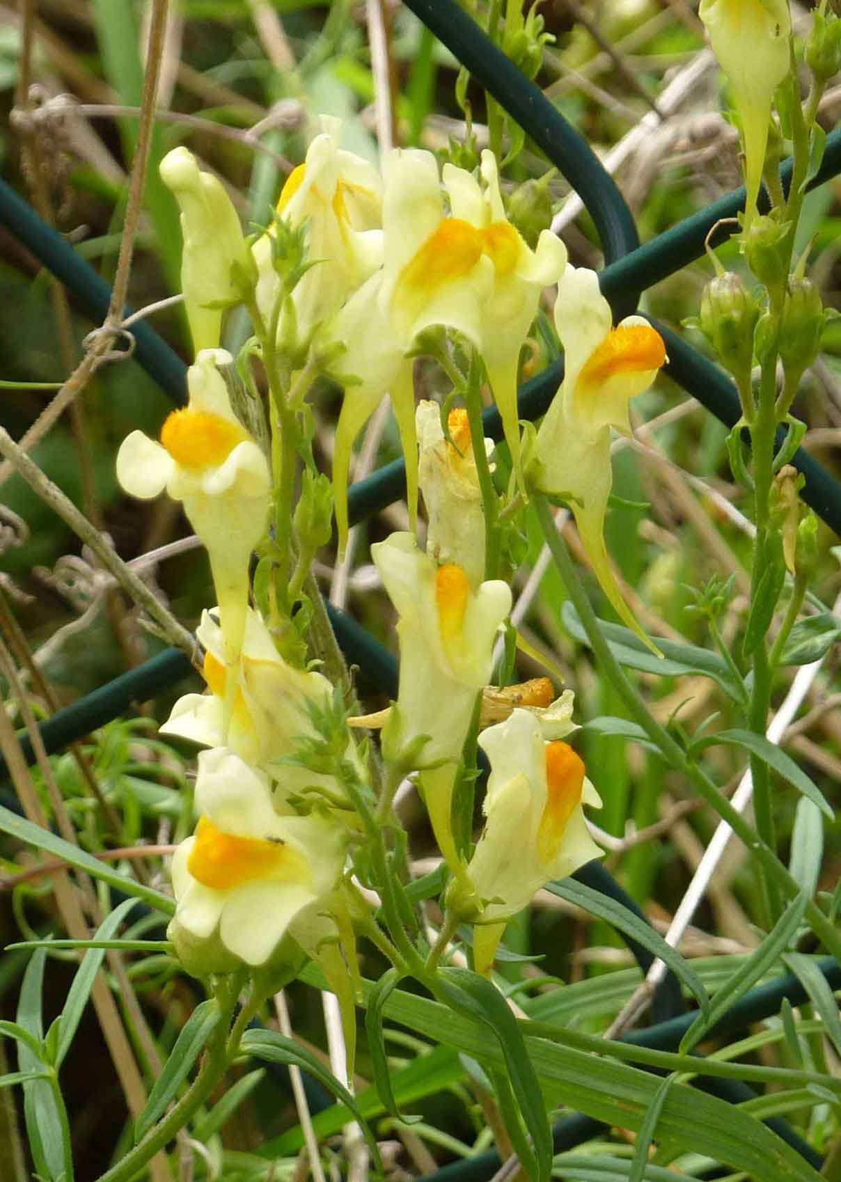 common toadflax