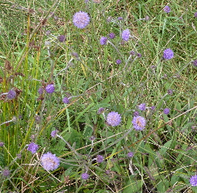 devil's-bit scabious