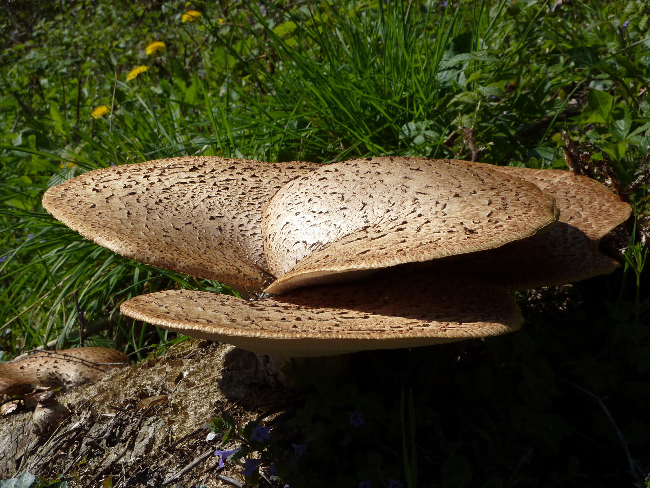 scaly polypore