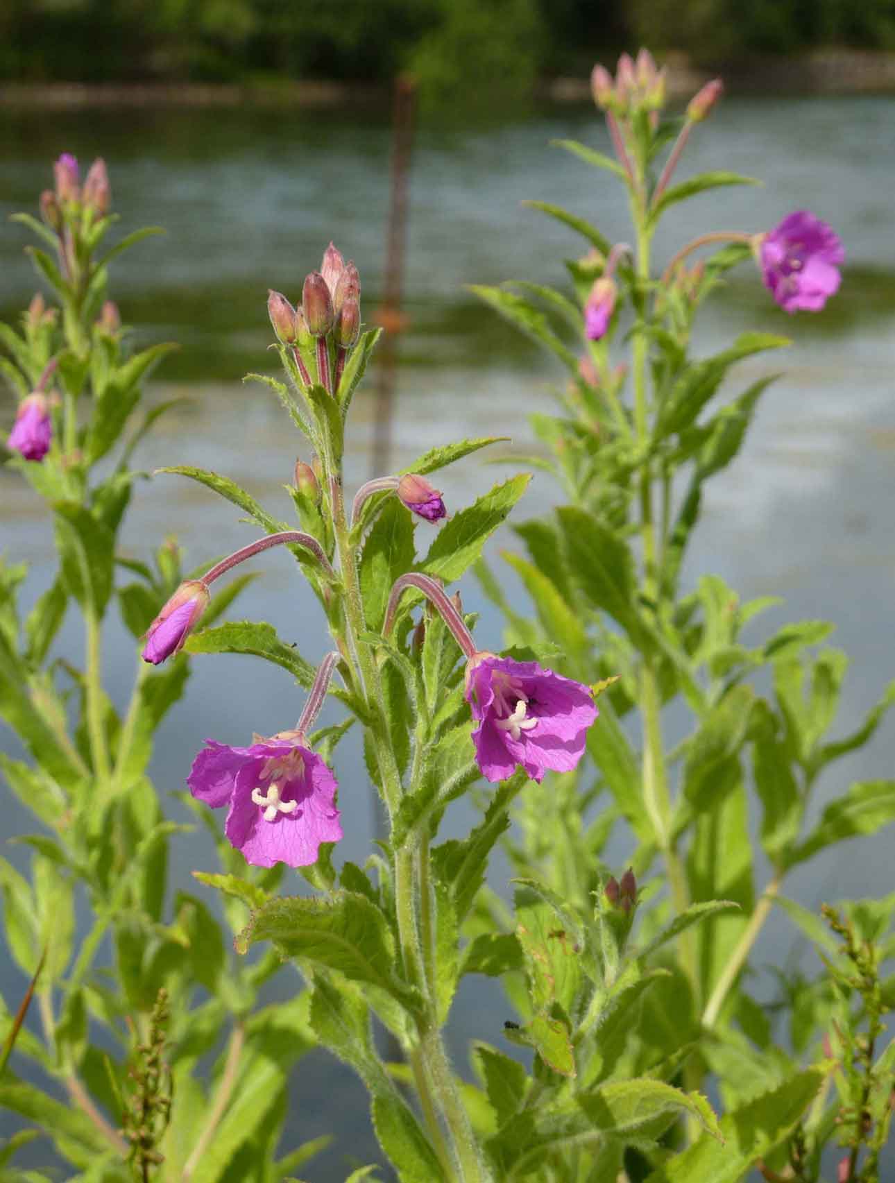 great hairy willow-herb