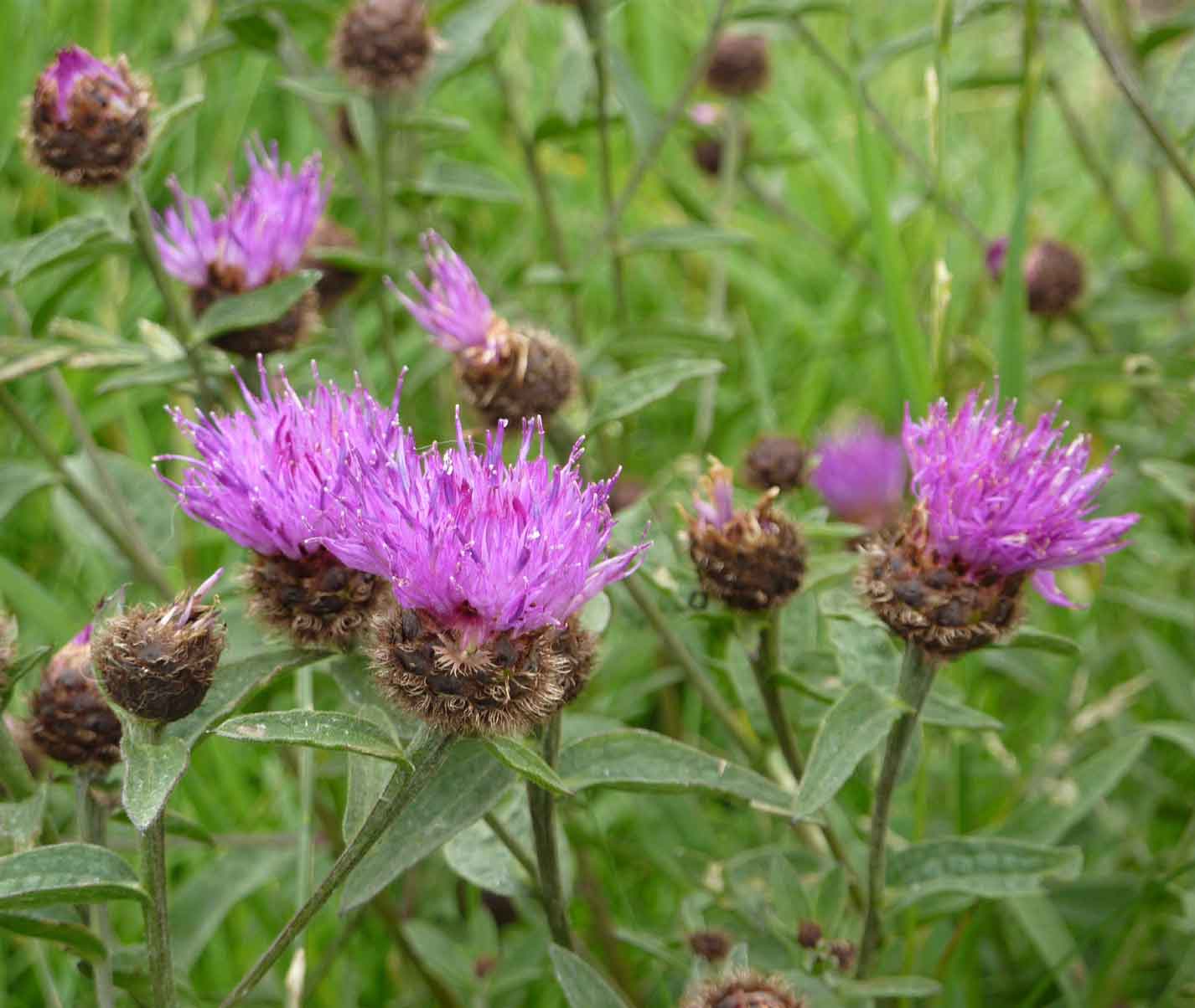 Lesser knapweed