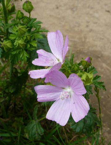 musk mallow