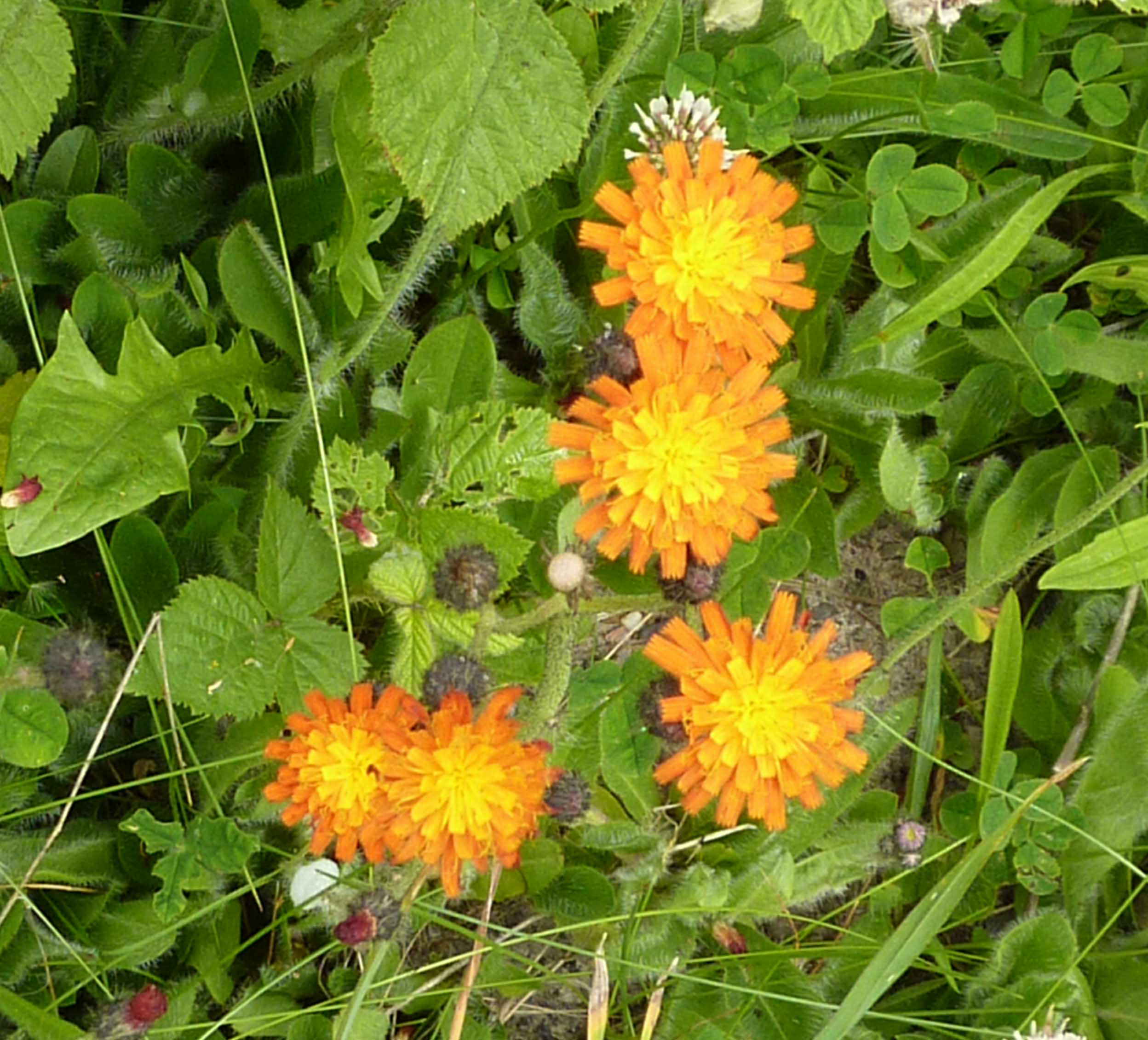 orange hawkweed