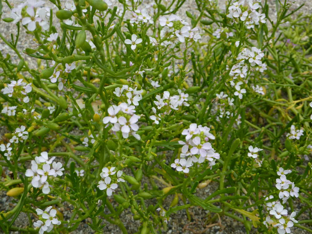 sea rocket