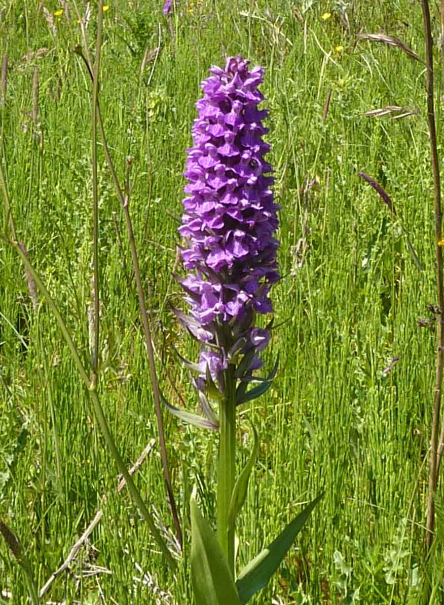 southern marsh orchis