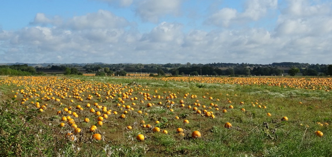 Pumpkin fields, Kent